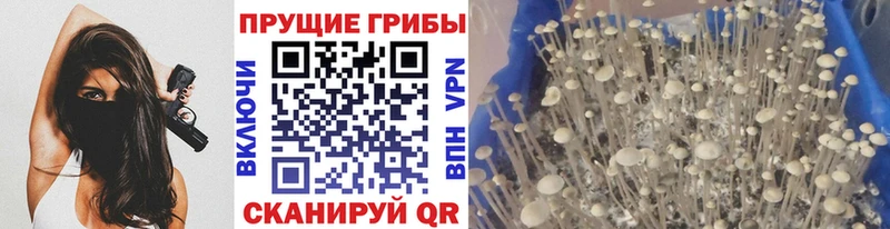 Купить  Приморск  Галлюциногенные грибы Psilocybe 